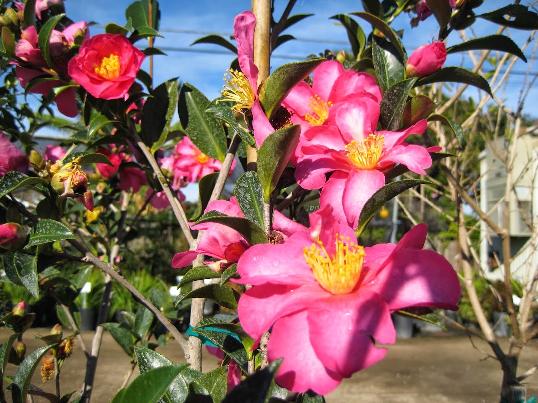 Sakioka Wholesale Nursery