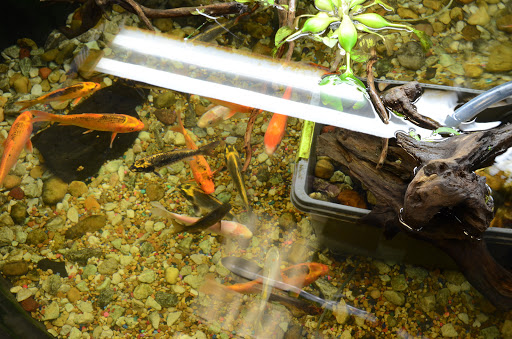 Tropical Fish Store «Age of Aquariums», reviews and photos, 118 N Cedar Ave, Cookeville, TN 38501, USA