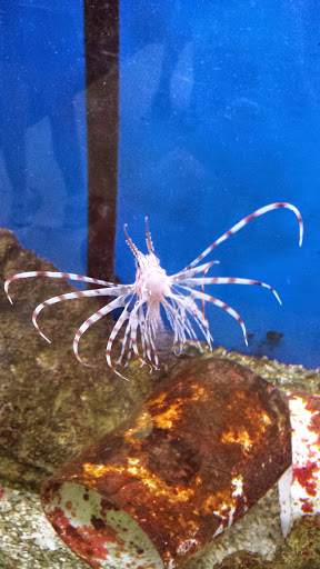 Pet Supply Store «Tropical World Pets», reviews and photos, 8444 Watson Rd, Webster Groves, MO 63119, USA