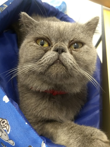 DG PreventPet em Suzano - SP