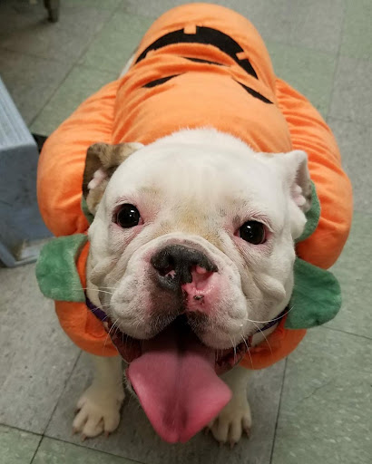 Pet Store «Friendly Pets», reviews and photos, 625 Friendly Center Rd, Greensboro, NC 27408, USA