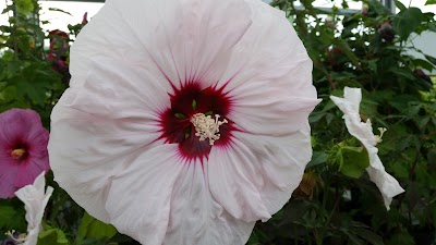 Photos of DeGroot's Nurseries