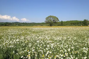 Valley of daffodils image