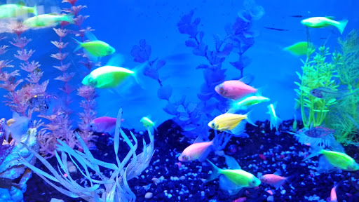 Pet Store «All Pets Club», reviews and photos, 405 Queen St, Southington, CT 06489, USA