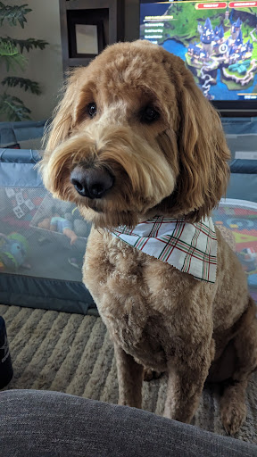 Woof Gang Bakery & Grooming Springwoods Village