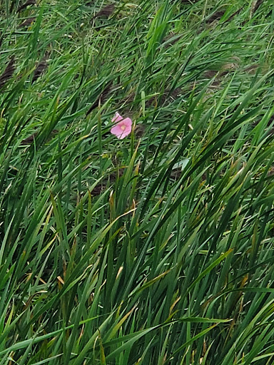 National Reserve «Montezuma National Wildlife Refuge», reviews and photos, 3395 US-20, Seneca Falls, NY 13148, USA