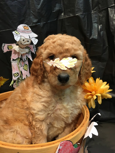 Pet Store «Four Paws and a Tail», reviews and photos, 120 Northtown Dr, Blaine, MN 55434, USA