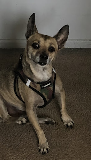 Downey Veterinary Hospital image