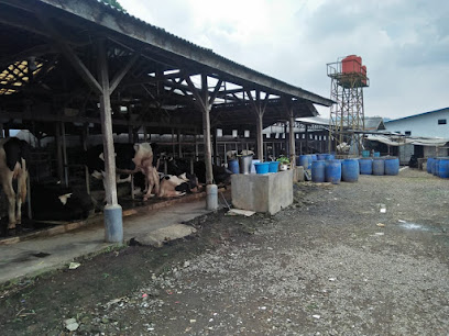 Dairy Farmer Manoko KPSBU Lembang