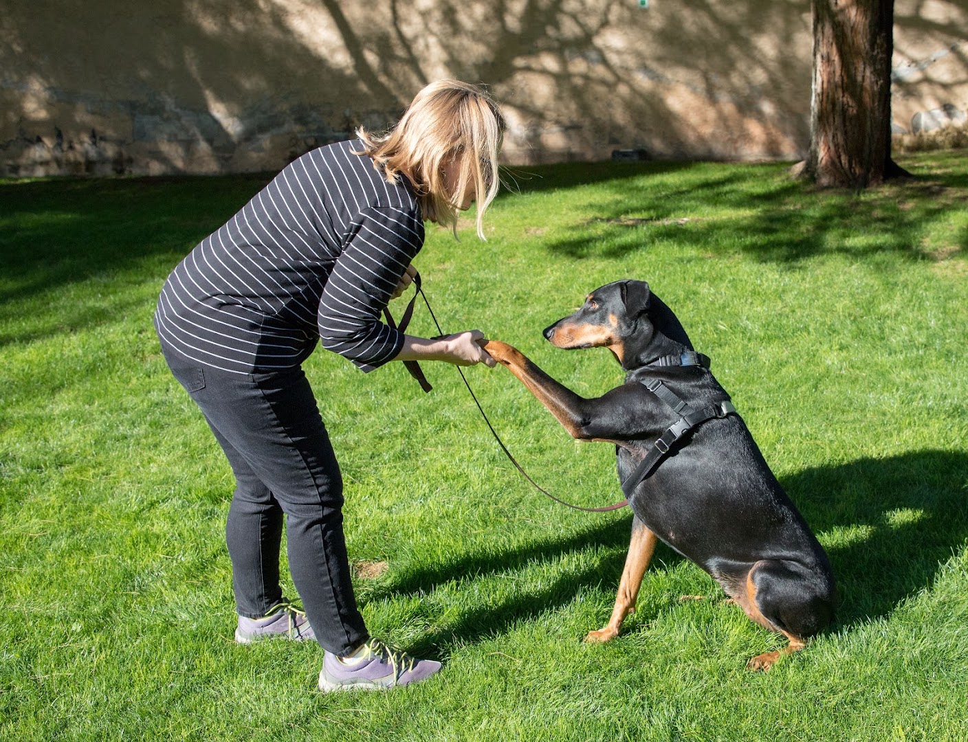 Home Dog Training Positively