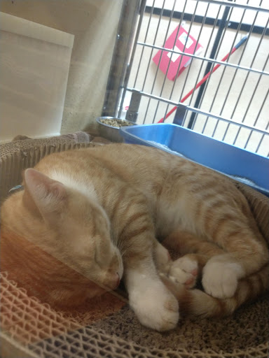 Pet Supply Store «PetSmart», reviews and photos, 2718 Legends Pkwy, Prattville, AL 36066, USA