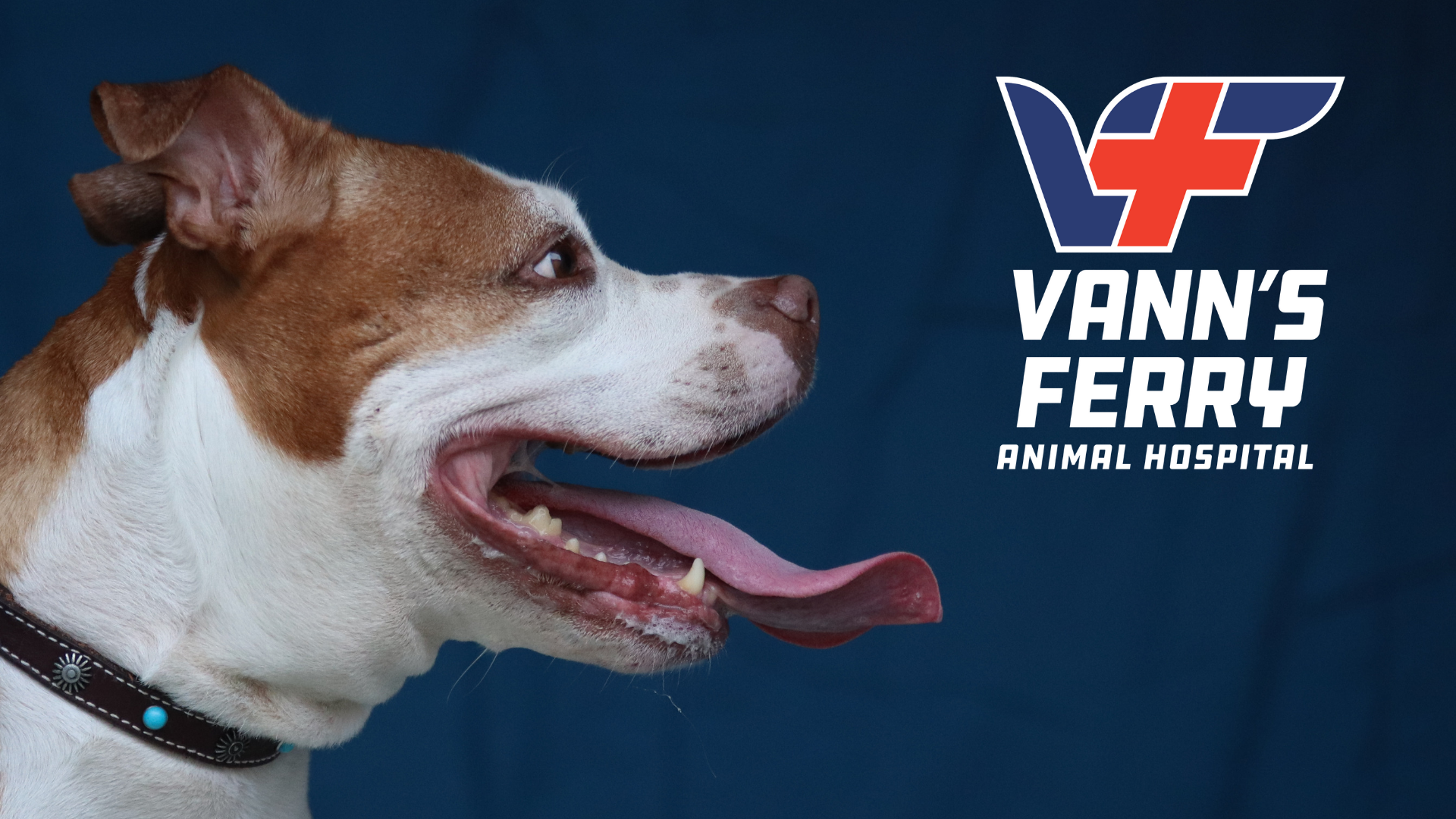 Vann's Ferry Animal Hospital