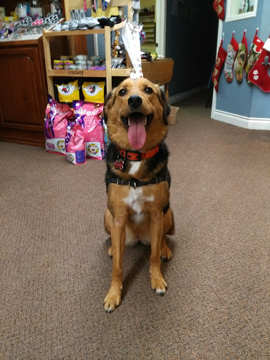 Pet Supply Store «Decadent Dogs», reviews and photos, 206 S River Ave, Holland, MI 49423, USA