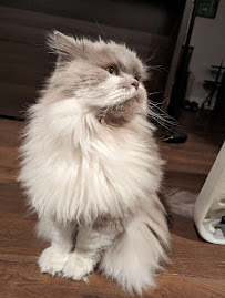 The Comforted Kitty - Las Vegas Area - Photo 8 - Car repair in , Las Vegas