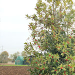 Photo n°20 de l'avis de Maria.g fait le 12/11/2020 à 17:04 sur le  Palmerino - Il Bacalà a Sandrigo à Sandrigo