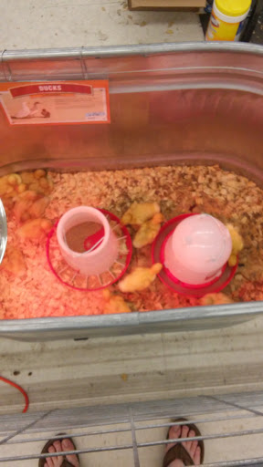 Home Improvement Store «Tractor Supply Co.», reviews and photos, 23741 US-59 #41, Porter, TX 77365, USA