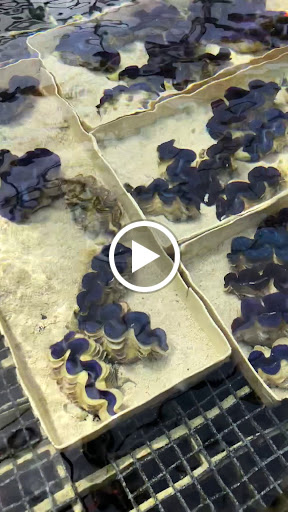 Aquarium «Reef Systems Coral Farm Inc», reviews and photos, 8459 Peter Hoover Rd, New Albany, OH 43054, USA