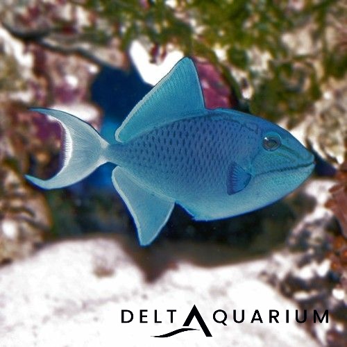Delta Aquarium
