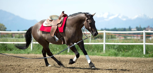 Comments and reviews of Waikato Equine Veterinary Centre Taupo