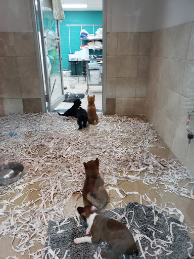 Pet Store «All Pets Club», reviews and photos, 1167 N Colony Rd, Wallingford, CT 06492, USA