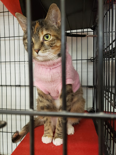 Pet Supply Store «Pet Supplies Plus», reviews and photos, 3733 Union Rd #200, Cheektowaga, NY 14225, USA