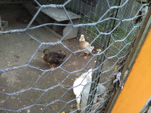 Tourist Attraction «Shawhaven Farm», reviews and photos, 1826 Rolfe Rd, Mason, MI 48854, USA