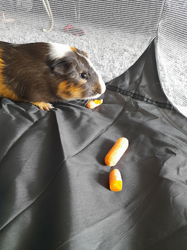 Pet Supply Store «PetSmart», reviews and photos, 1116 S Rochester Rd, Rochester Hills, MI 48307, USA