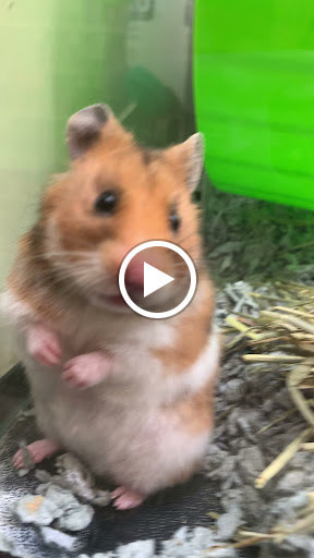 Pet Supply Store «PetSmart», reviews and photos, 20530 E 13 Mile Rd, Roseville, MI 48066, USA