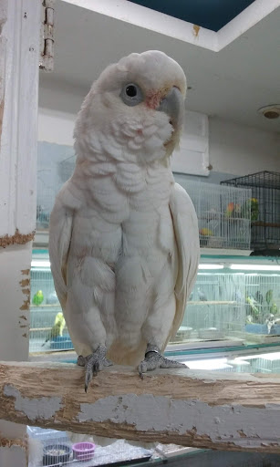 Pet Store «Tropical Pets Inc.», reviews and photos, 37-65 103rd St, Corona, NY 11368, USA