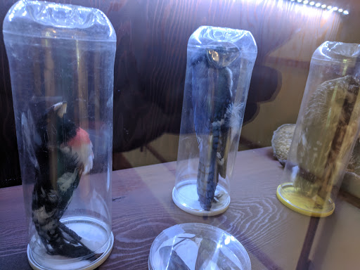 Learning Center «Trailside Museum of Natural History», reviews and photos, 738 Thatcher Ave, River Forest, IL 60305, USA