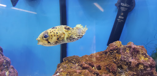 Shopping Mall «Hillcrest Shopping Center», reviews and photos, 1855 E Main St #10, Spartanburg, SC 29307, USA