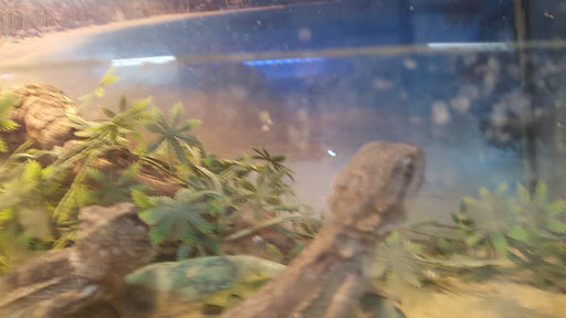 Tikis Tropical Fish image