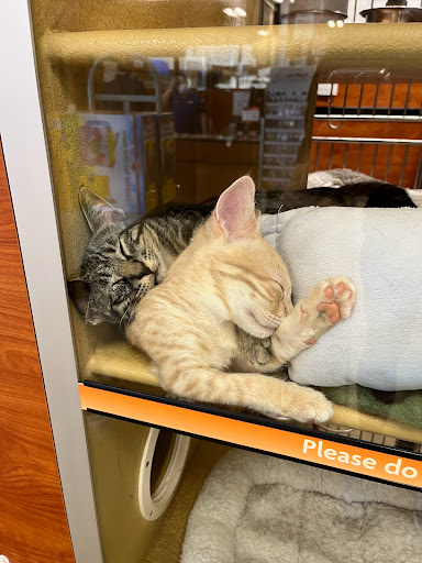 Pet Supply Store «PetSmart», reviews and photos, 2730 Pacific Coast Hwy, Torrance, CA 90505, USA