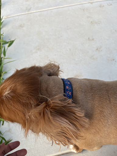 Pet Supply Store «PetSmart», reviews and photos, 5435 W TX-1604 Loop N, San Antonio, TX 78253, USA