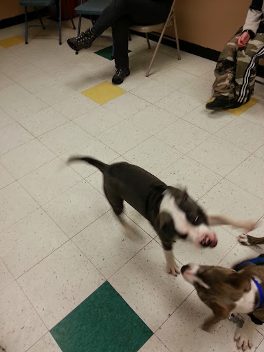 Pet Supply Store «Petco Animal Supplies», reviews and photos, 848 N Colony Rd c, Wallingford, CT 06492, USA