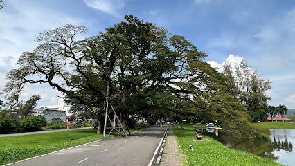 That Taiping Tree