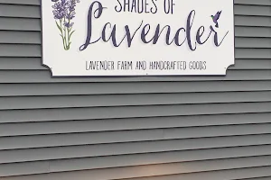 Shades of Lavender Farm image