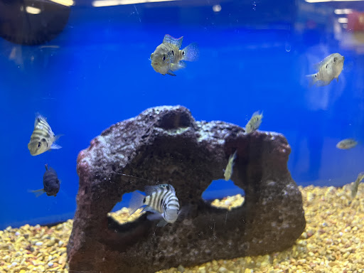 Pet Supply Store «Petco Animal Supplies», reviews and photos, 3055 N President George Bush Hwy, Garland, TX 75040, USA