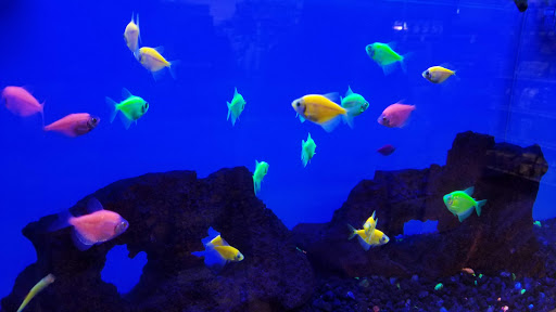 Pet Supply Store «Petco Animal Supplies», reviews and photos, 10663 Valley Blvd b, El Monte, CA 91731, USA