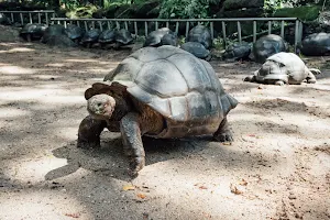 Giant Tortoise Enclosure image