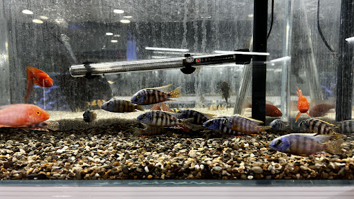 Tropical Fish Store «That Aquarium Place», reviews and photos, 17036 Stuebner Airline Rd, Spring, TX 77379, USA