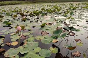 Valiyaparappur Thamara Kayal ( Lotus Lake) image