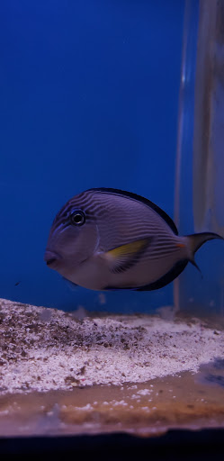 Pet Supply Store «Monrovia Tropical Fish», reviews and photos, 603 W Huntington Dr, Monrovia, CA 91016, USA