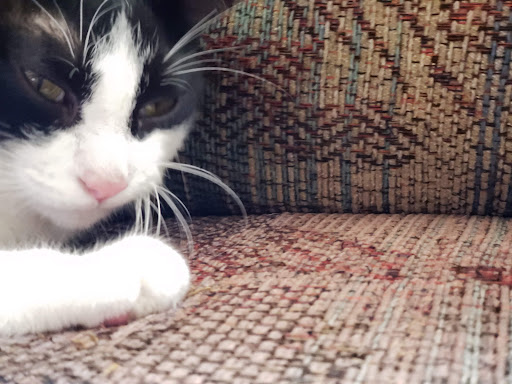 Pet Supply Store «PetSmart», reviews and photos, 1550 Butterfield Rd, Downers Grove, IL 60515, USA