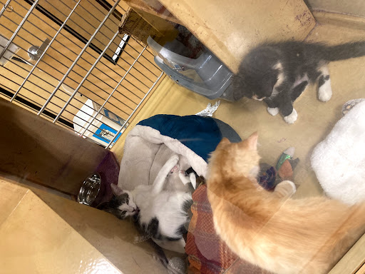 Pet Supply Store «PetSmart», reviews and photos, 32962 FM 2978 Rd, Magnolia, TX 77354, USA