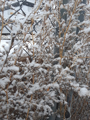 Baalmann Mortuary, Colby