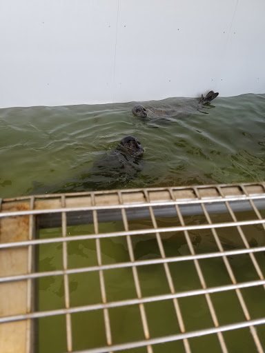 Aquarium «Seaside Aquarium», reviews and photos, 200 N Prom, Seaside, OR 97138, USA