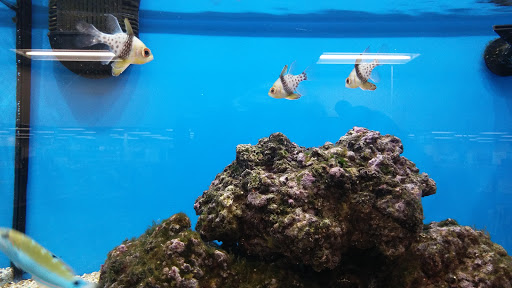 Pet Supply Store «Petco Animal Supplies», reviews and photos, 430 N Euclid St, Anaheim, CA 92801, USA