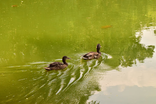 Movie Theater «Alpine Cinema», reviews and photos, 6817 5th Ave, Brooklyn, NY 11220, USA