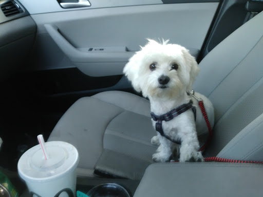 Pet Supply Store «Petco Animal Supplies», reviews and photos, 9137 Central Ave a, Montclair, CA 91763, USA